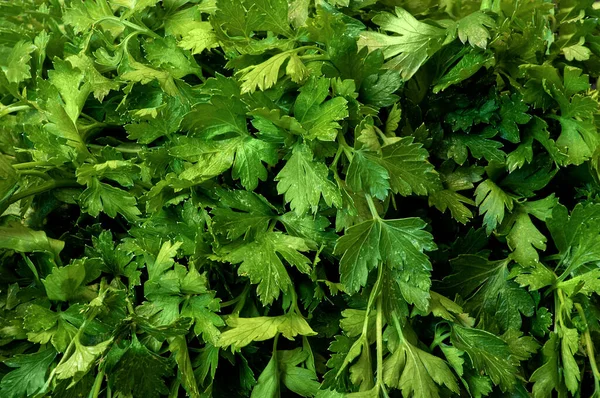 Image Parsley Leaves Green Background — Zdjęcie stockowe