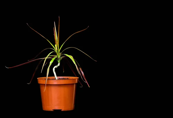 Image Une Plante Intérieur Dracaena Dans Pot Sur Fond Noir — Photo