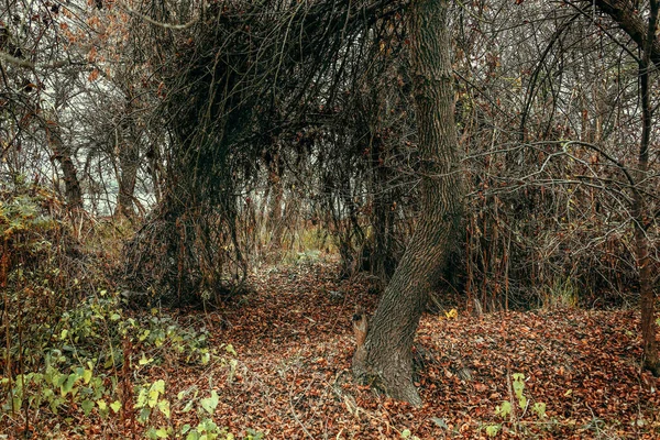 秋の厚板に湾曲した木のイメージ — ストック写真