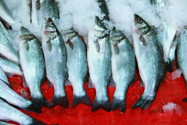 Fresh herring fish — Stock Photo, Image