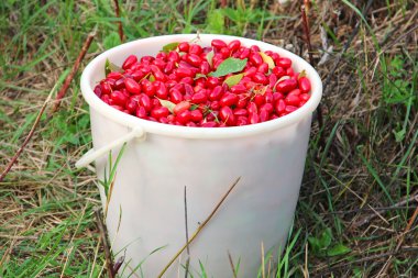 Cornel berries in the bucket clipart