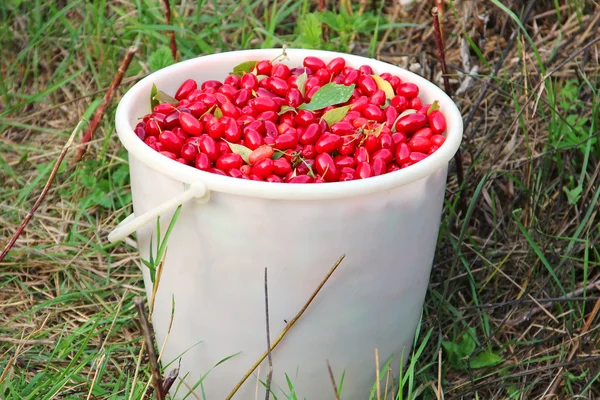 Cornel berries in the bucket — Stock Photo, Image