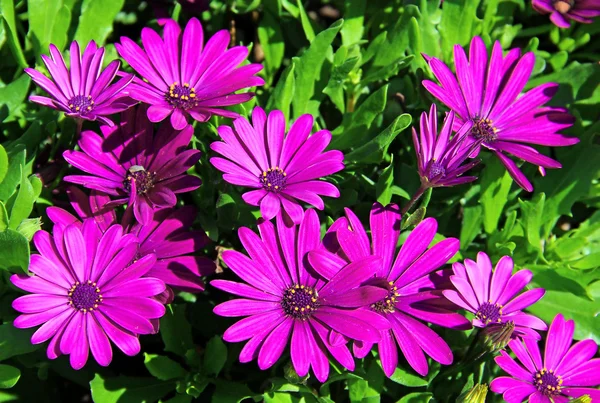 Цветки фиолетового остеоспермума — стоковое фото