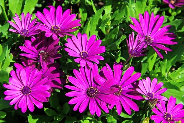 Veilchen-Osteospermum-Gänseblümchen — Stockfoto