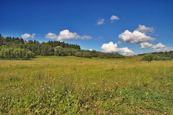 Sommar blommor — Stockfoto