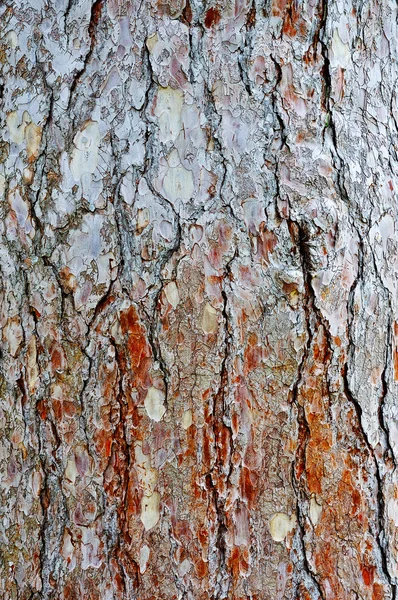 Gammal tall-bark — Stockfoto