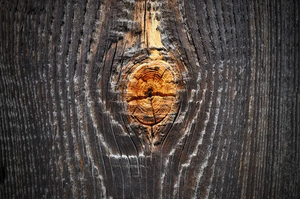 Nudo de árbol —  Fotos de Stock