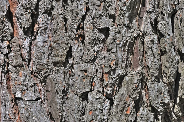 Oude eiken schors — Stockfoto