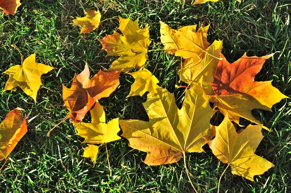 Foglie d'autunno — Foto Stock