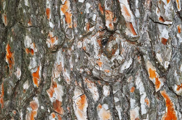 Gammal tall-bark — Stockfoto