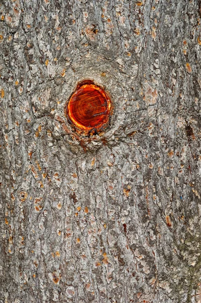 Corteza de pino vieja —  Fotos de Stock