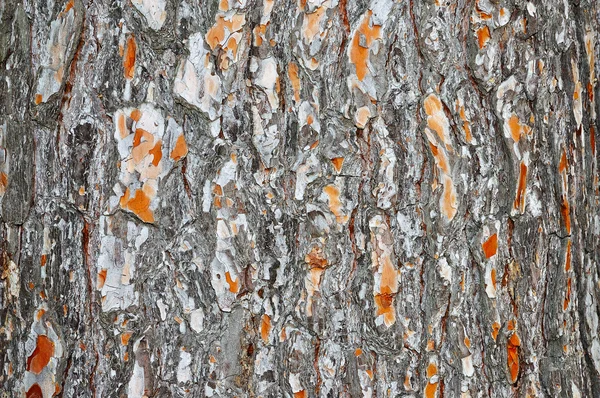 Gammal tall-bark — Stockfoto