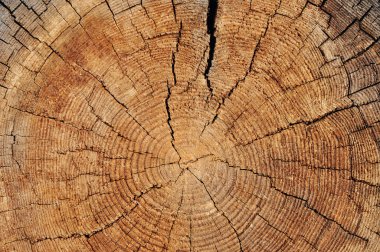 yıpranmış ahşap kesim