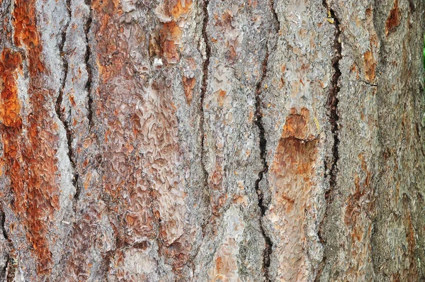 Gammal tall-bark — Stockfoto