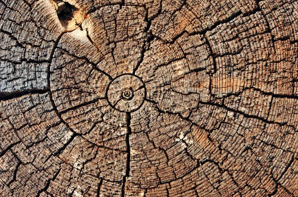 Taglio di legno — Foto Stock