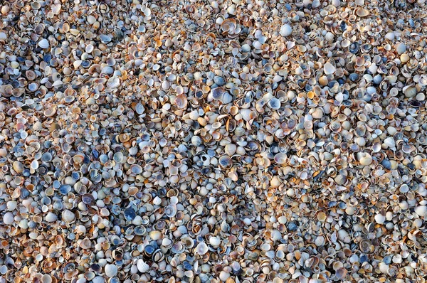 Small shells — Stock Photo, Image