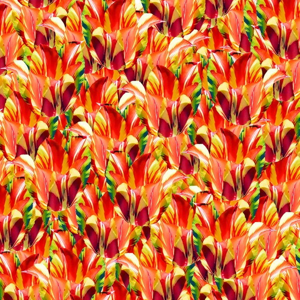 Tulips background. — Stock Photo, Image