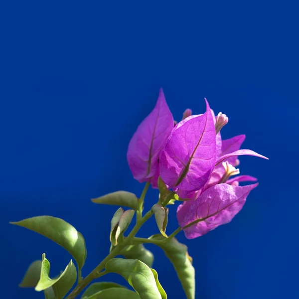 Pink flowers — Stock Photo, Image