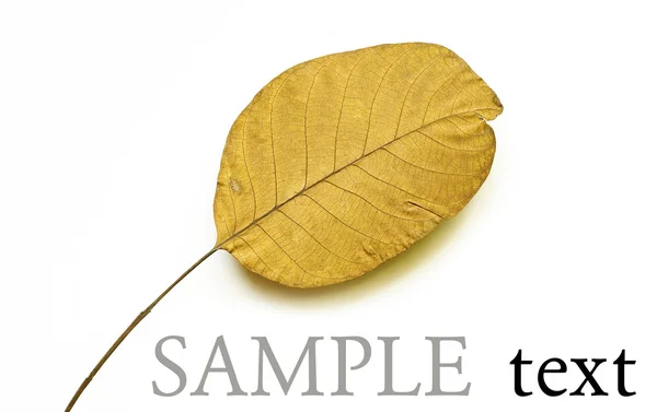 Autumn leaf — Stock Photo, Image