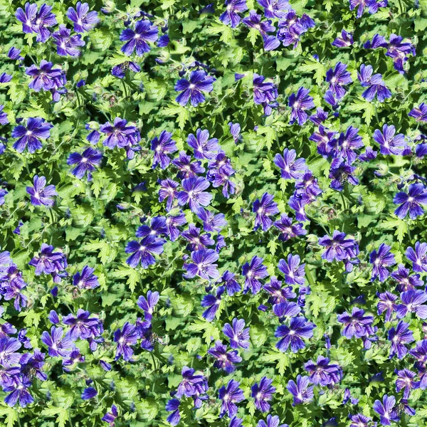 Flores fondos azules sin costuras. (Patrón inconsútil para replicar continuamente ) —  Fotos de Stock