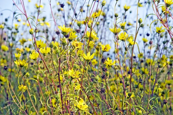 Parque outonal com flores amarelas — Fotografia de Stock