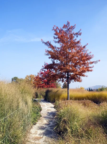 Parque Outonal — Fotografia de Stock