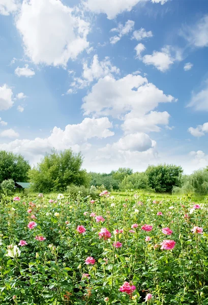 Flowers field — Stock Photo, Image