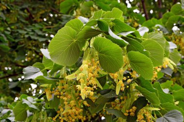 ıhlamur ağacının çiçekleri