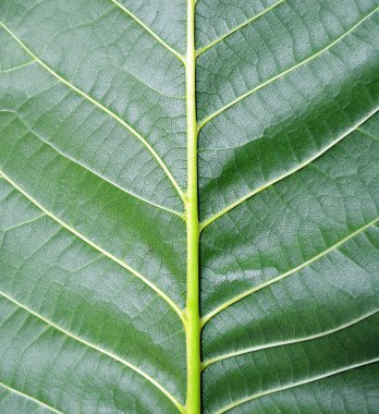 yaprak yeşil arka plan.