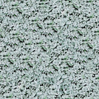 Dusty miller arka planda kalıyor.