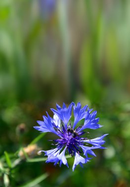 closeup Peygamber Çiçeği