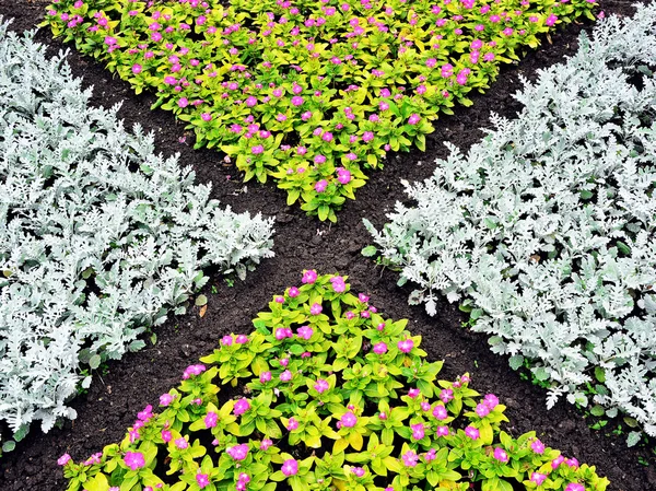 Flowered bed in the park — Stock Photo, Image