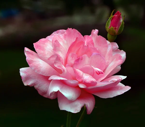 Rosa arbusto un fondo negro — Foto de Stock