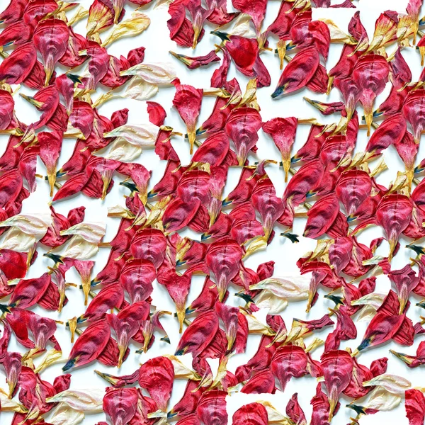 Petals pink background — Stock Photo, Image