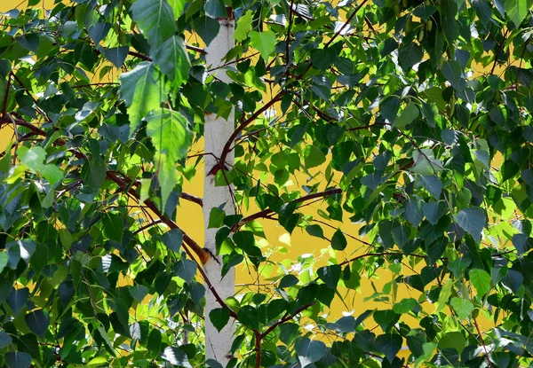 绿色桦木 — 图库照片