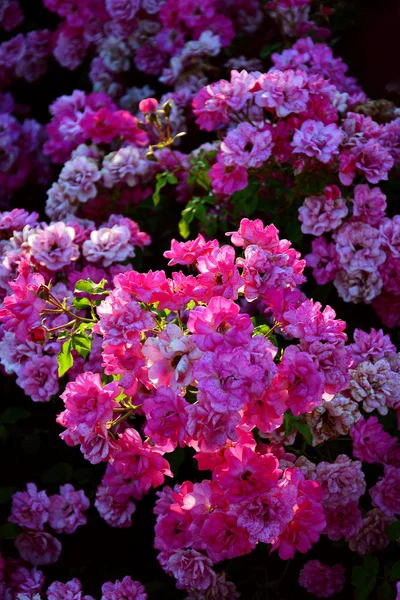 Rose flower over background — Stock Photo, Image