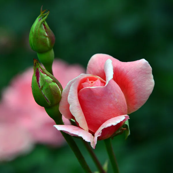 Rose bush a black background — Stock Photo, Image