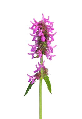 Mor betony (Betonica officinalis)