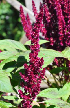 Kırmızı mor (Amaranthus cruentus)