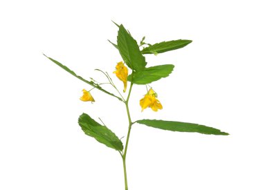 Touch-Me-Not balsam (Impatiens noli-tangere)