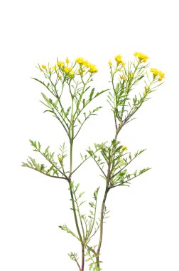 Sürünen yellowcress (Rorippa sylvestris)