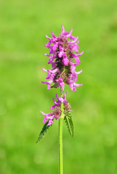 Purple betony (Betonica officinalis) — Stock fotografie