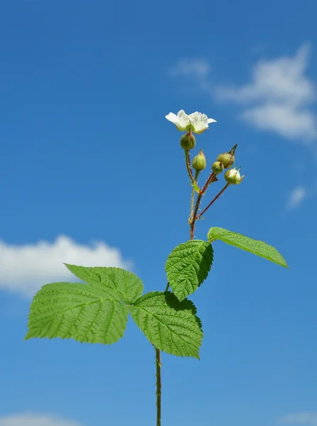 BlackBerry s květinou — Stock fotografie