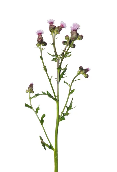 Cardo mariano strisciante (Cirsium arvense ) — Foto Stock