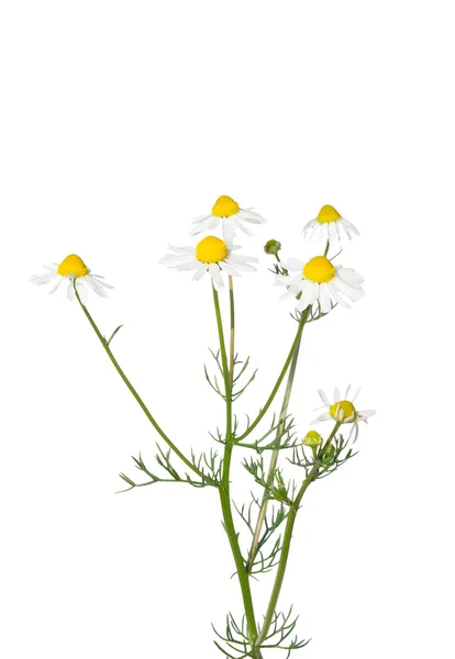 German chamomile (Matricaria chamomilla) — Stock Photo, Image