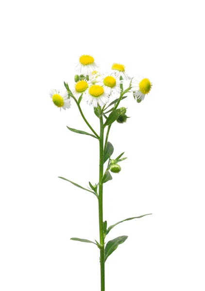 Fleabano anual (Erigeron annuus ) — Fotografia de Stock