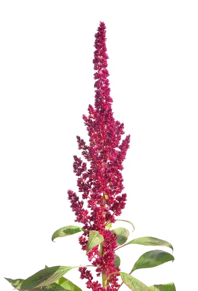 Amaranto rosso (Amaranthus cruentus ) — Foto Stock