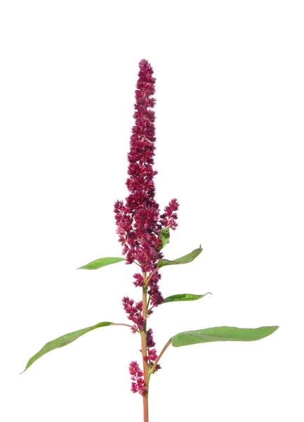 Czerwony Amarant (Amaranthus cruentus) — Zdjęcie stockowe