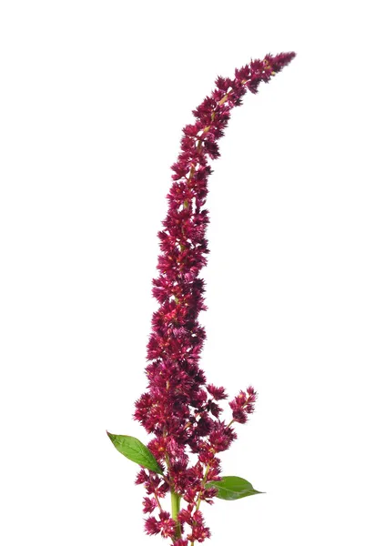 Czerwony Amarant (Amaranthus cruentus) — Zdjęcie stockowe