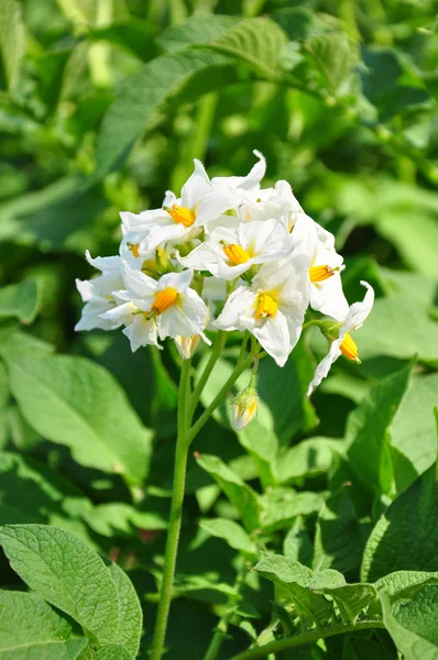 Potato flower — Stock Photo, Image